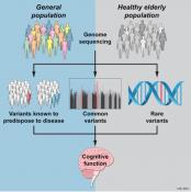 Link between cognitive decline genes and healthy aging