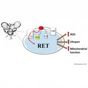 Mitochondrial ROS Produced via Reverse Electron Transport Extend Animal Lifespan