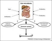 Probiotics stop menopause-like bone loss in mice