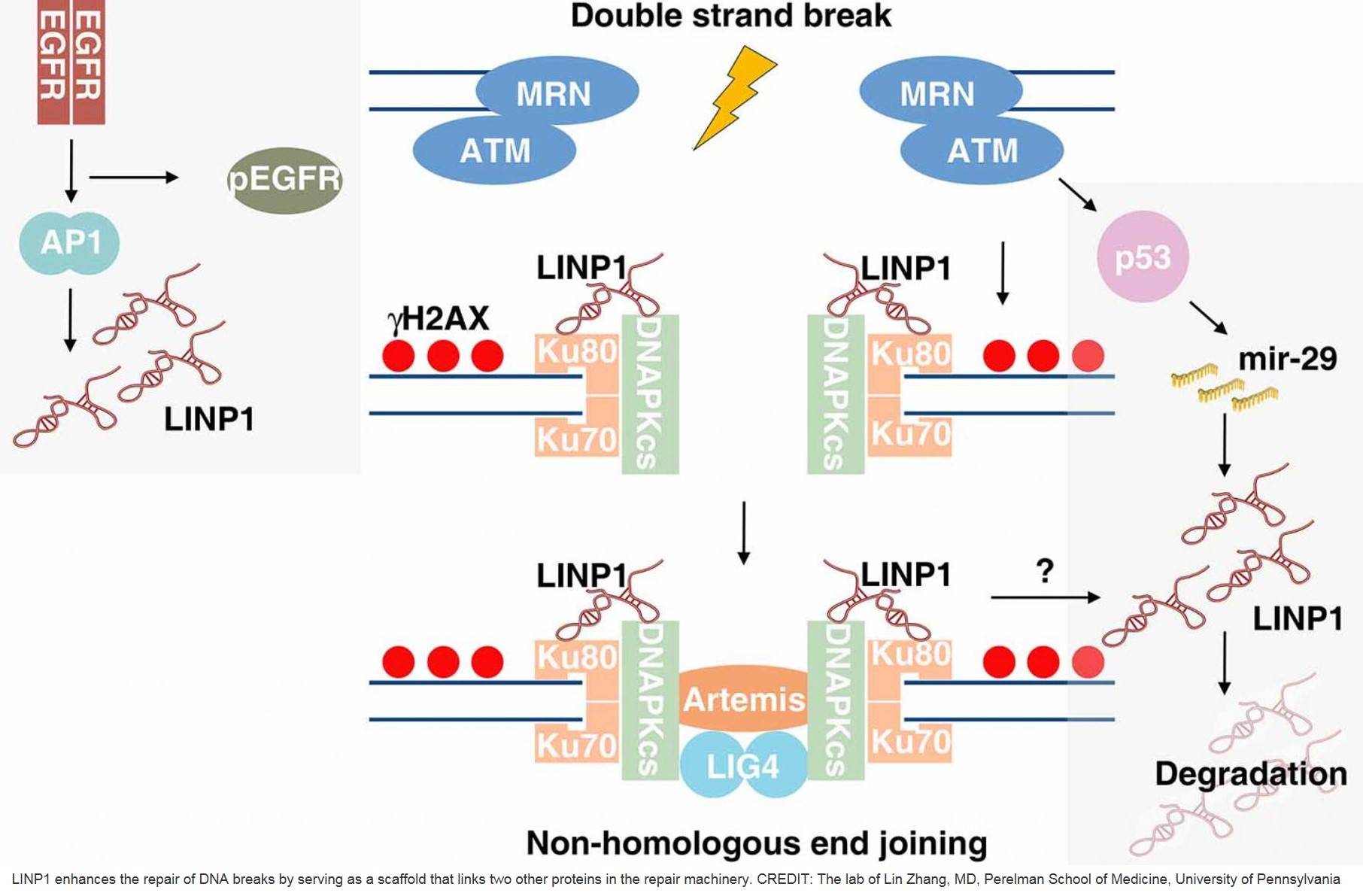 A long-noncoding RNA regulates repair of DNA breaks in triple-negative breast cancer cells