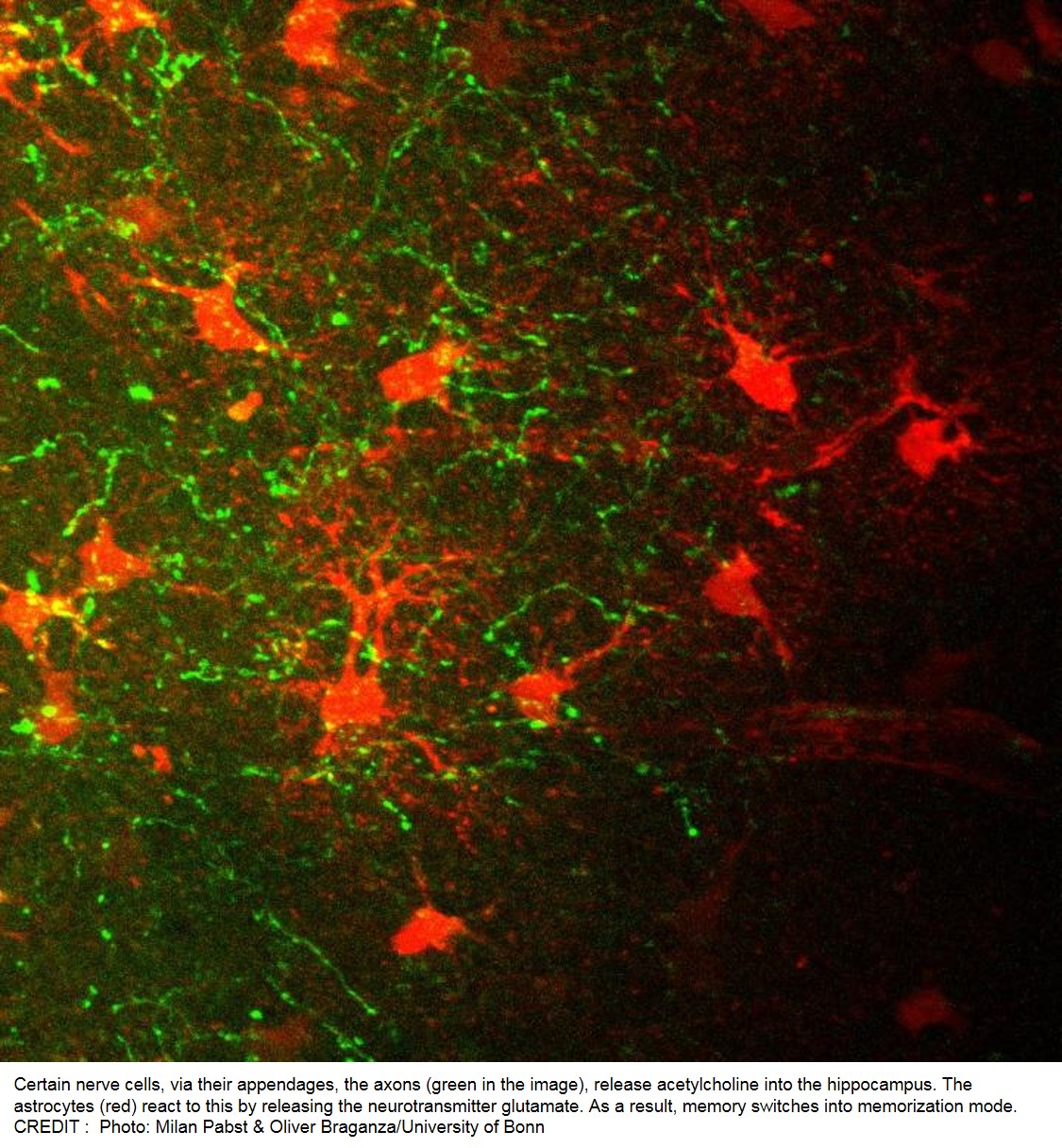 Astrocyte role in memory storage!