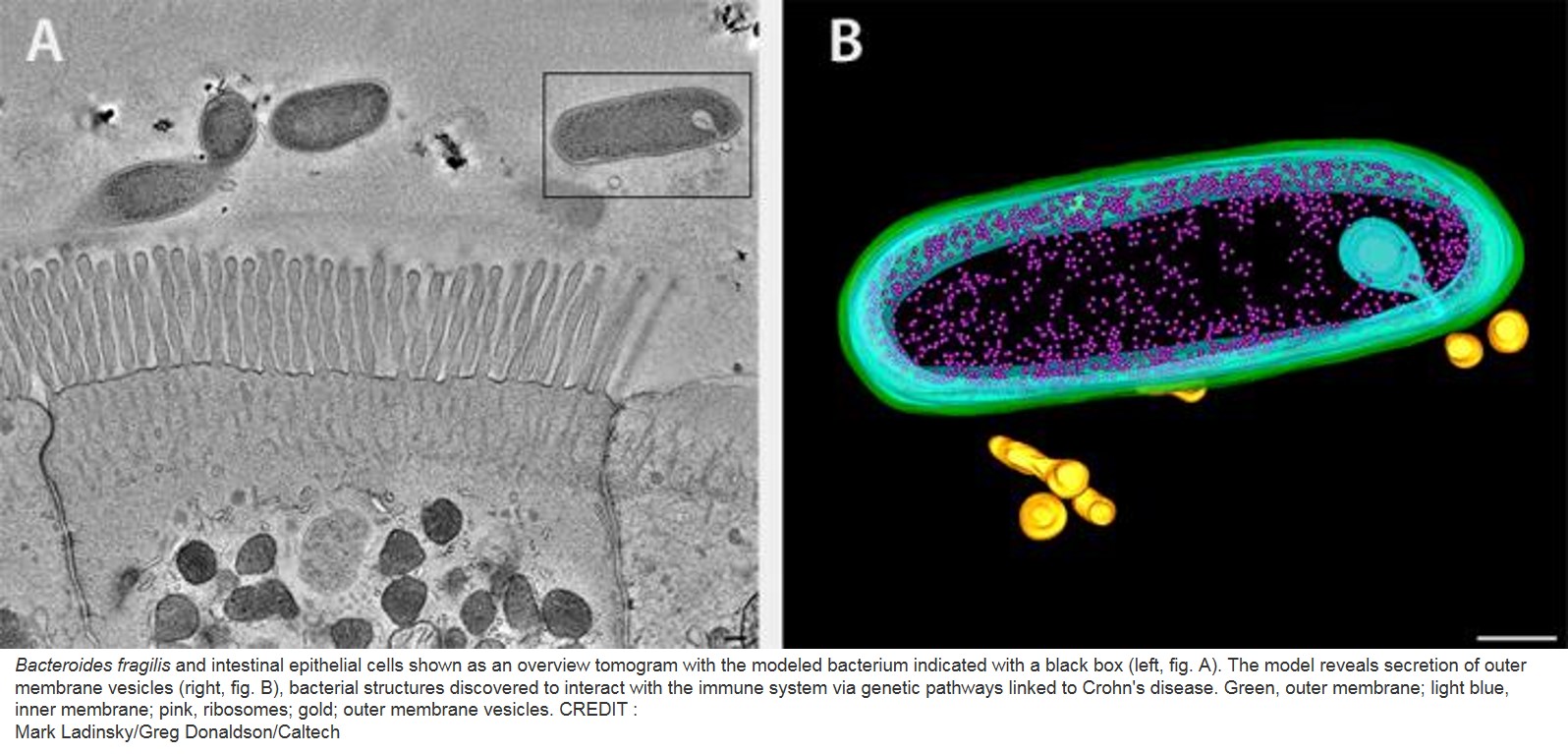 Gene-microbiota interactions contribute to the pathogenesis of inflammatory bowel disease