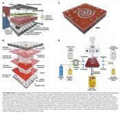 A microfluidics-based in vitro model of the gastrointestinal human-microbe interface