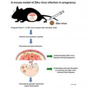 Zika Virus Infection during Pregnancy in Mice Causes Placental Damage and Fetal Demise 