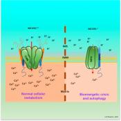 Key factor in mitochondrial calcium uptake and bioenergetics identified