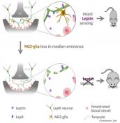 Brain cells that aid appetite control identified