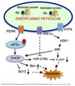 miR-216b regulation of c-Jun mediates GADD153/CHOP-dependent apoptosis