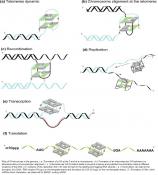 Four-stranded DNA is formed and unfolded