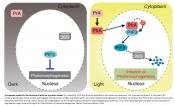 Phytochrome functions as a protein kinase in plant light signalling