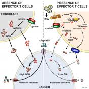 Immune cells help reverse chemotherapy resistance in ovarian cancer
