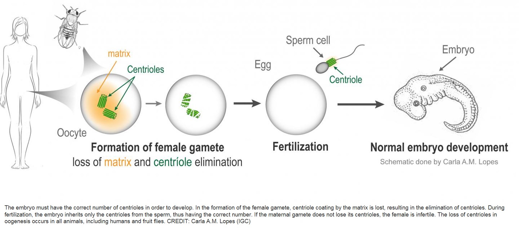 A critical inheritance from dad ensures healthy embryos