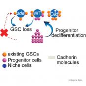 A protein helps in the stem cell maintenance and dedifferentiation