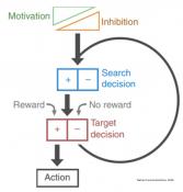 A two-neuron system for adaptive goal-directed decision-making