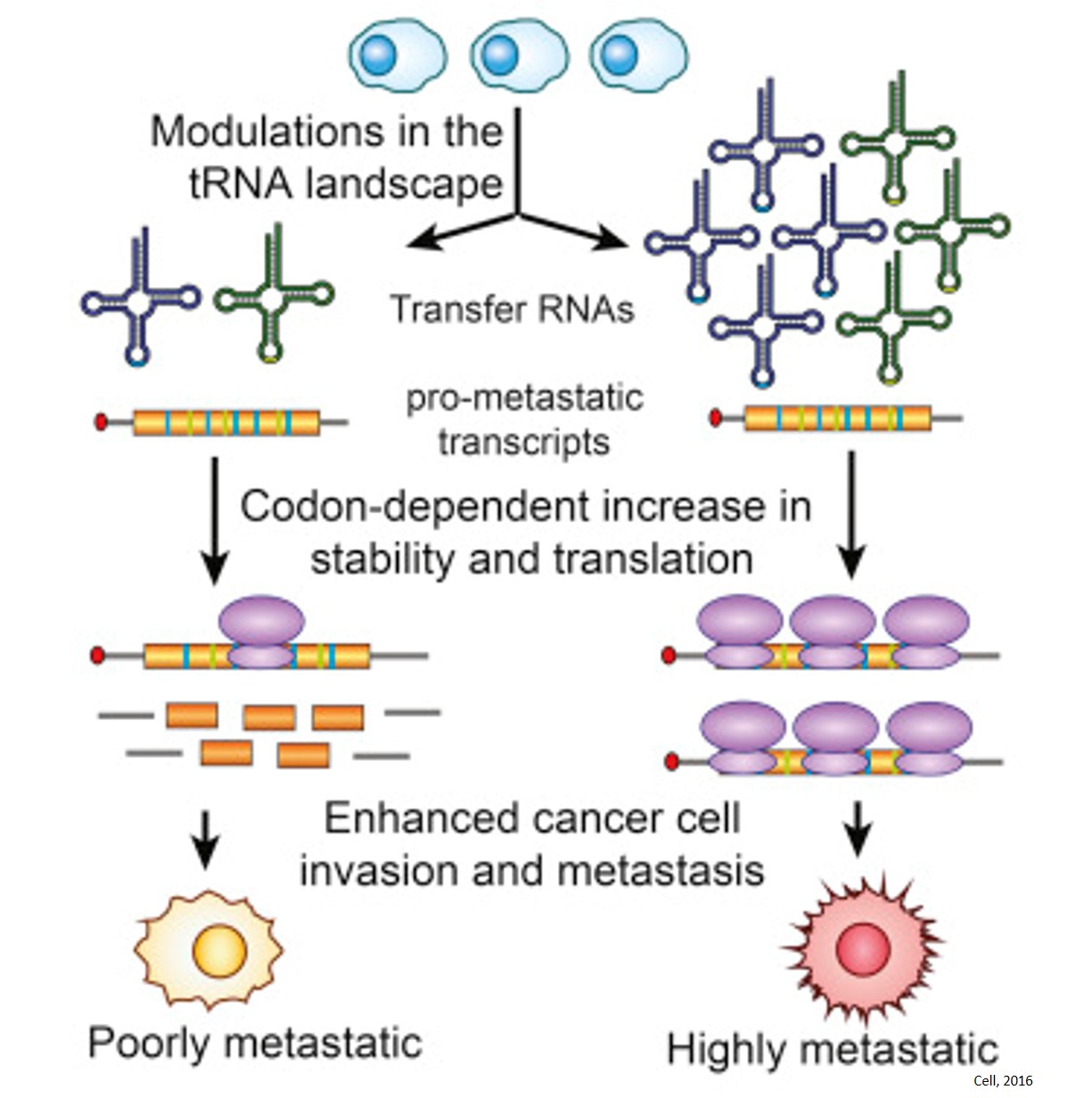 Role of t-RNAs in driving metastatic cancer