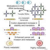 Role of t-RNAs in driving metastatic cancer
