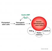 cAMP signaling in the generation of hematopoietic stem cells