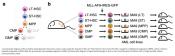 Leukemia cells of origin identified by chromatin profiling 