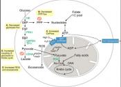 A new role for B-complex vitamins in promoting stem cell proliferation