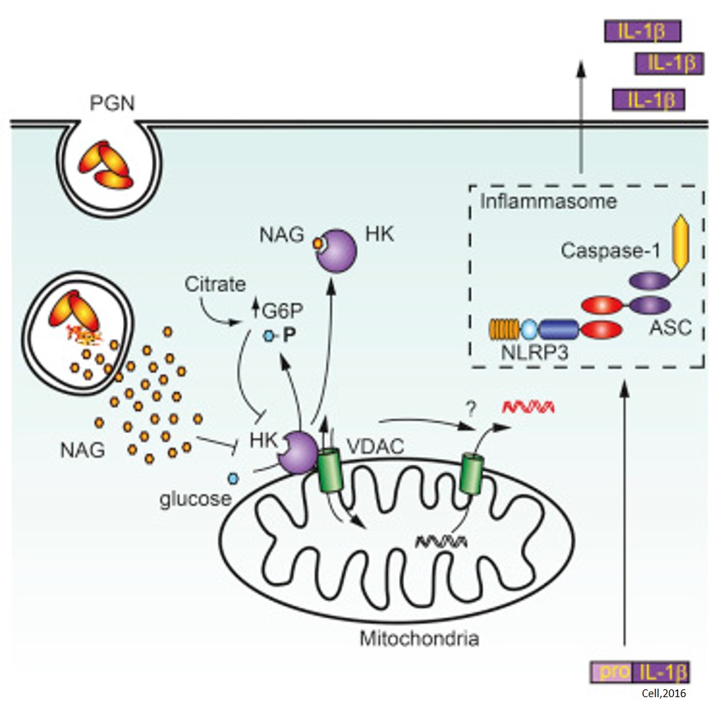 Hexokinase acts as an Immune Receptor!