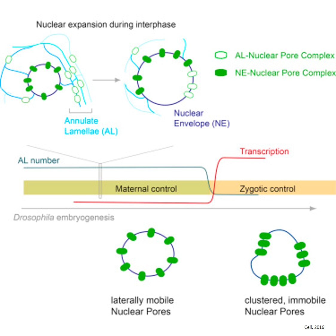 Pre-assembled Nuclear Pores Insert into the Nuclear Envelope during Early Development