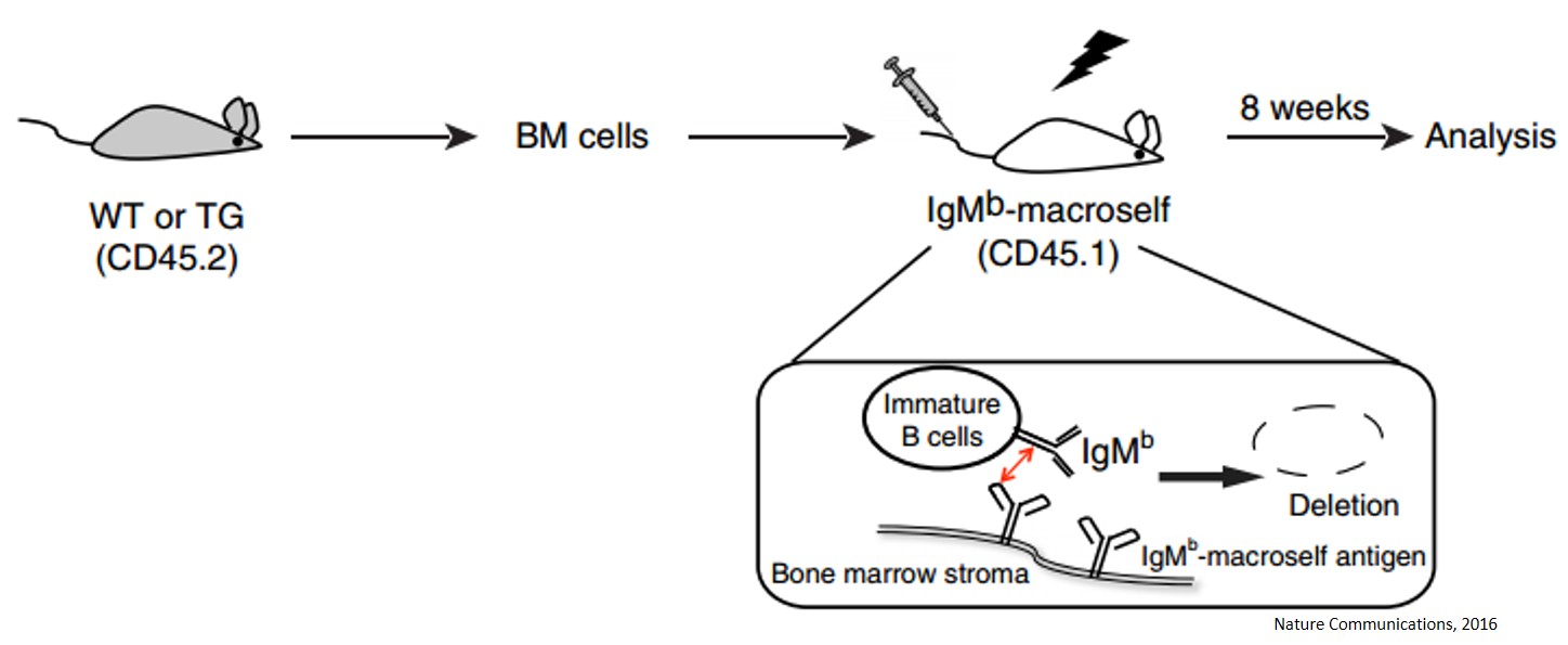 Micro RNA role &nbsp;in immune cell development