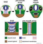 Mouth formation during embryonic development