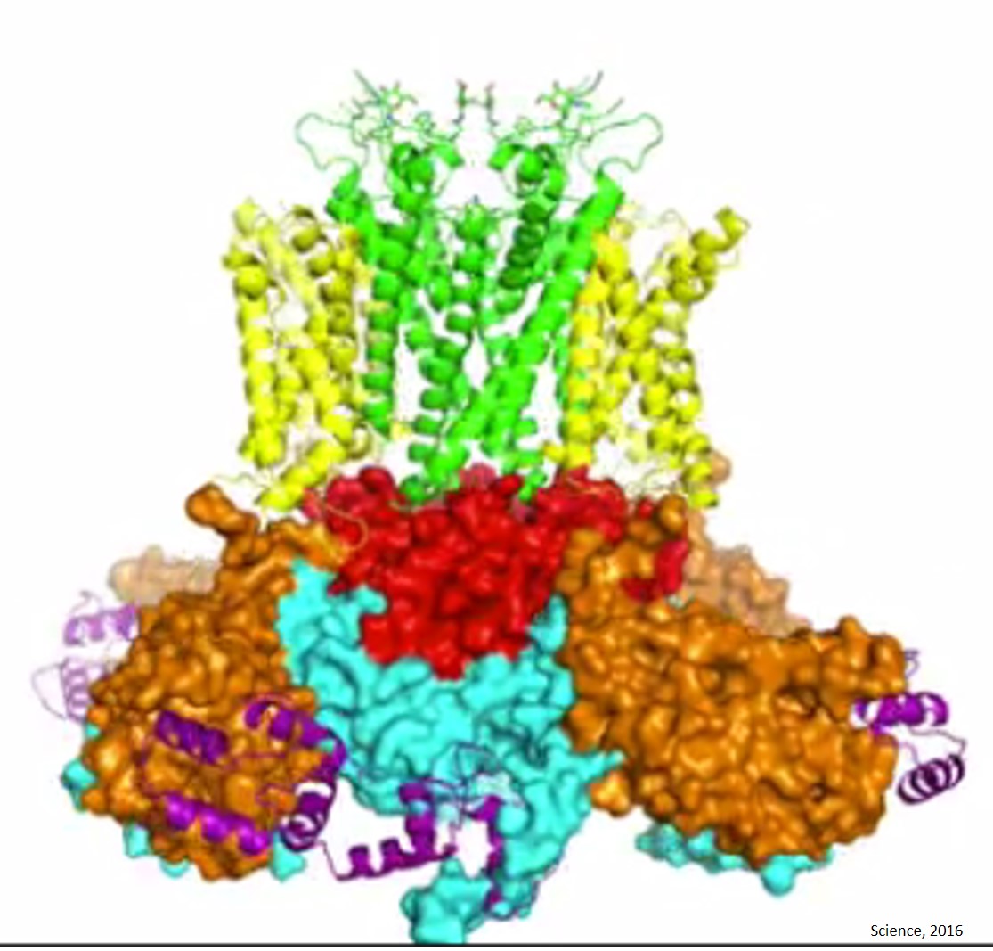Structure of a potassium channel implicated in cancer unraveled!