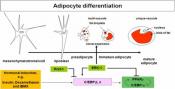 A new adipogenic cocktail that produces functional adipocytes from MSCs
