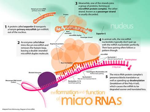 A microRNA plays role in major depression