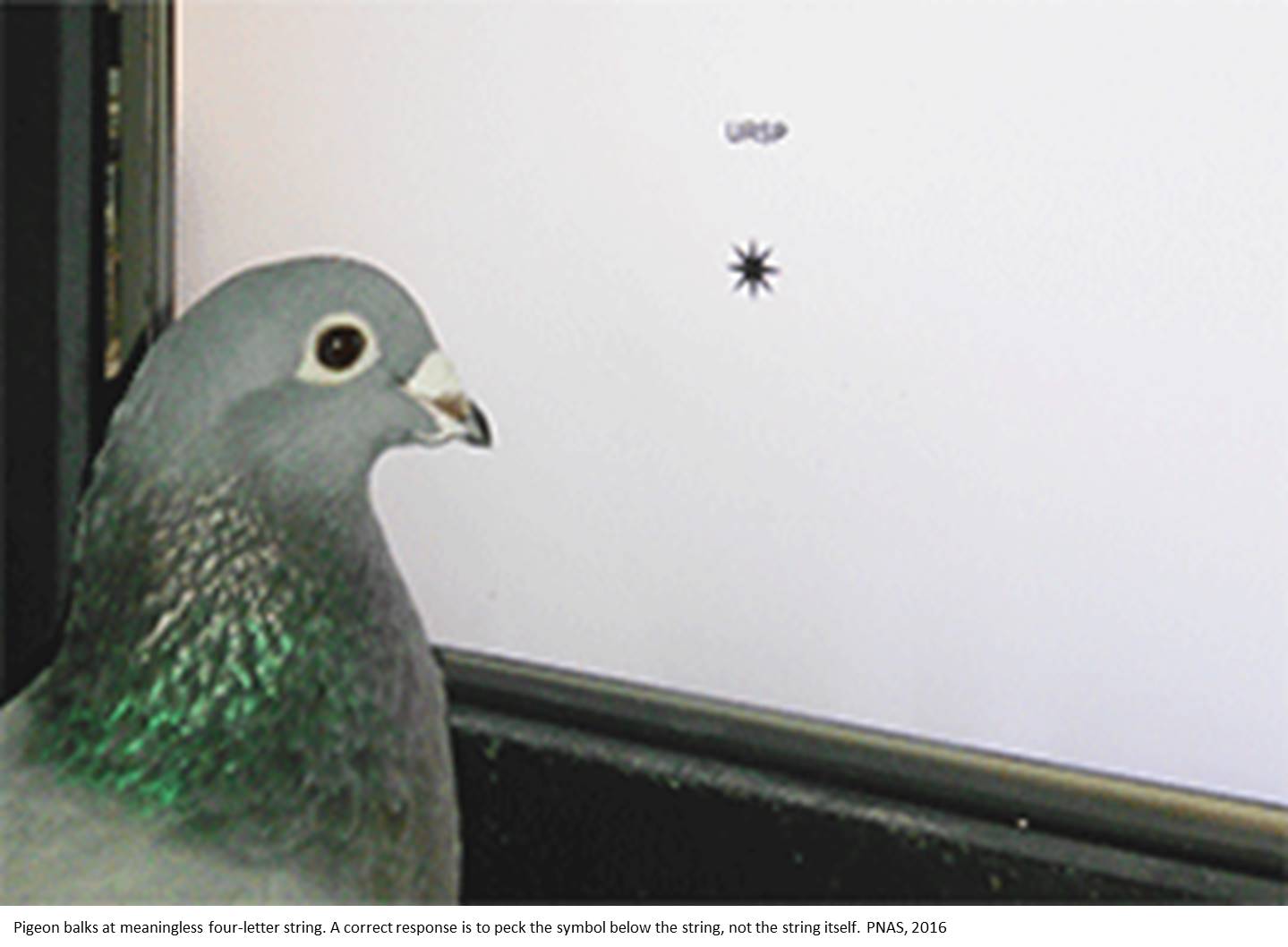 Trained pigeons can recognize words