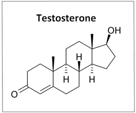 Testosterone found to increase both social and antisocial behavior in men