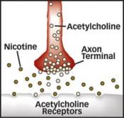 Appetite controlling neurons linked to nicotine 