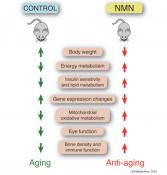 Natural compound reduces signs of aging in healthy mice