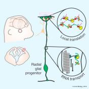 Neural stem cells serve as RNA highways too 