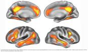 Neural basis of motherhood!