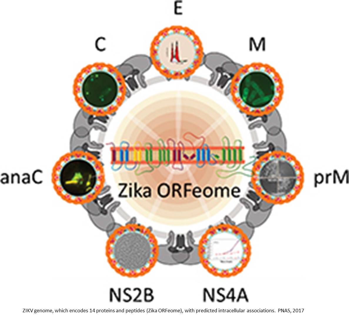 Cytopathic effects of Zika virus proteins