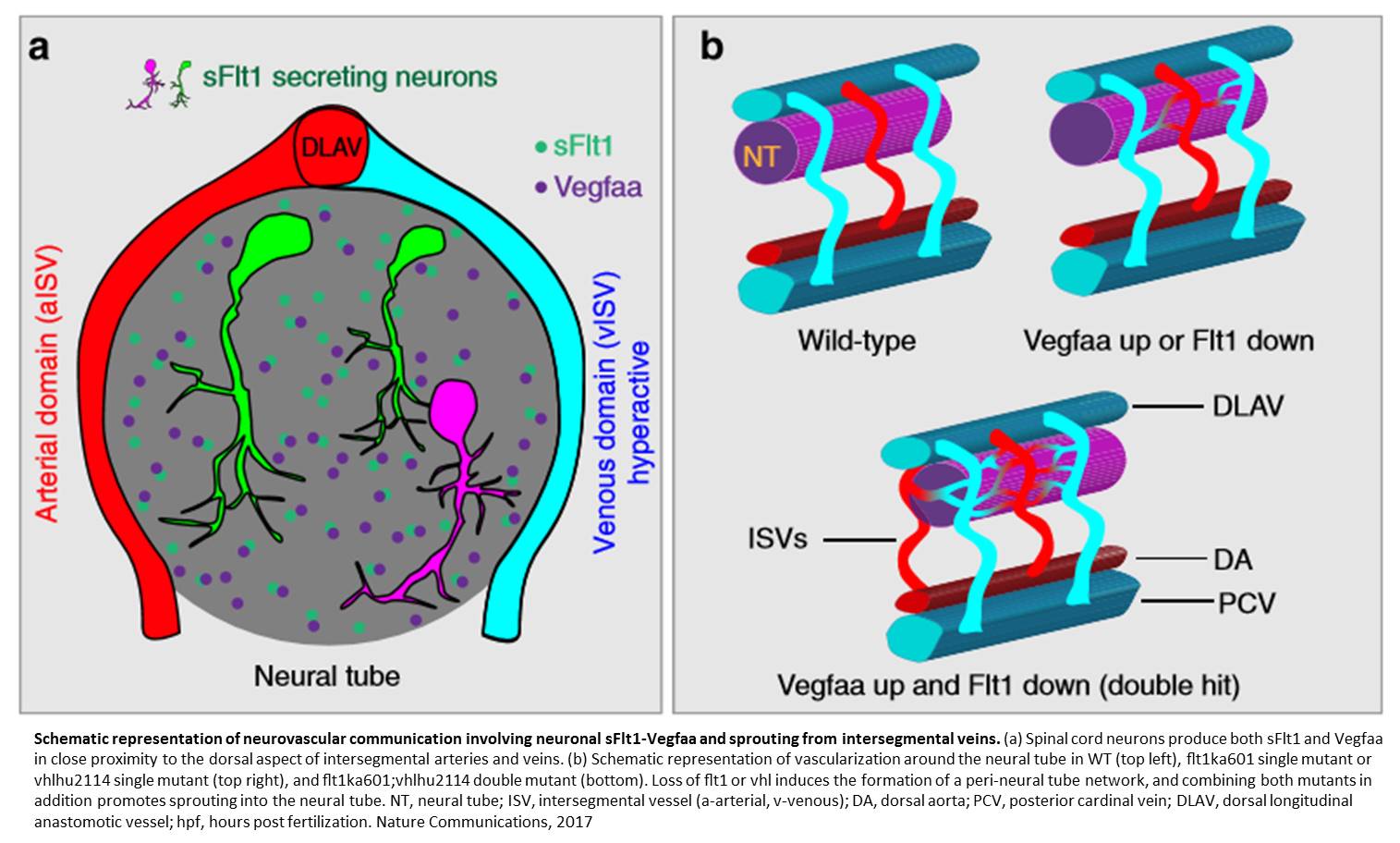Neurons Modulate the Growth of Blood Vessels