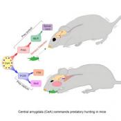 Predatory kill instinct neurons in mice identified! 