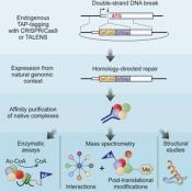 Genome editing tool to map multiprotein complexes in human cells