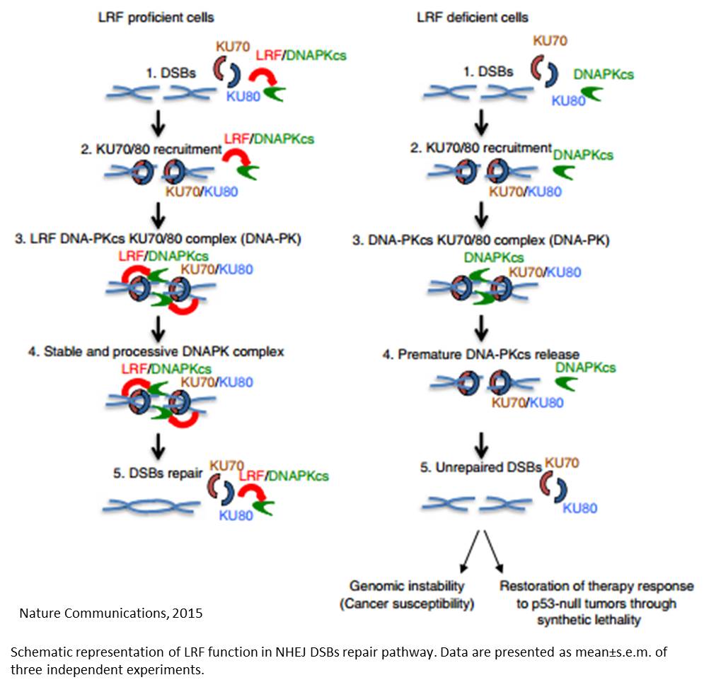 New role for transcription repressor in DNA repair