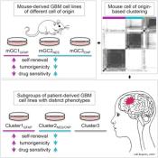 Cell of origin affects malignancy and drug sensitivity of brain tumors