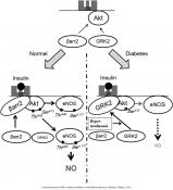 Beta-arrestin-2 is an essential regulator of pancreatic beta-cell function