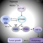 Phosphorylation mechanism controlling tumor growth