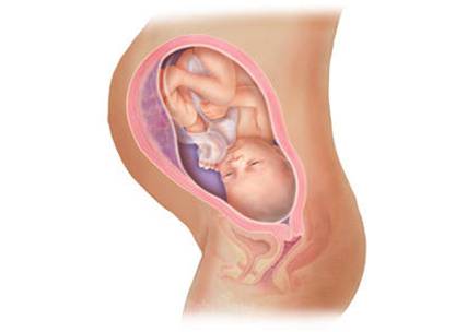 Fetal sex and pregnant women&#039;s immunity 