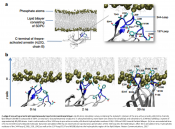 G protein interaction with arrestin unraveled!