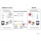 Fasting-mimicking diet may reverse diabetes