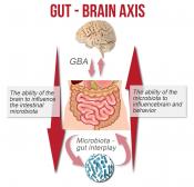 Intestinal bacteria alter gut and brain function