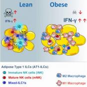 How obesity drives inflammation