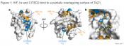 New insight into termination of the hypoxic response by a disordered protein switch