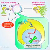 Why insulin producing cells in diabetes fail to divide?
